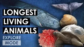 Thumbnail: Earth’s Longest Living Animals | EXPLORE MODE