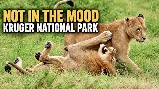 Thumbnail: Not in the Mood - Kruger National Park | #explore #nature #lion #mood #youtube #film 