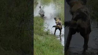 Thumbnail: Wild & Wet # #explore #nature #wild #rain #water #play #youtubeshorts #shorts