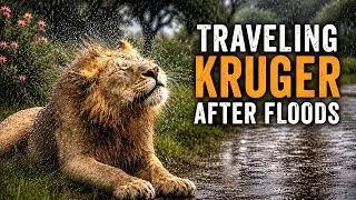 Thumbnail: Traveling Kruger after floods : SATARA  Rest Camp - Kruger National Park 2026 | ep5