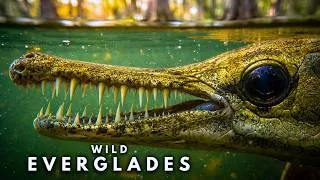Thumbnail: UNREAL EVERGLADES – Nature’s Most Dangerous Paradise (Full Documentary)