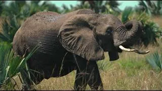 Thumbnail: Explore Uganda's Untamed Beauty with George the Poet.