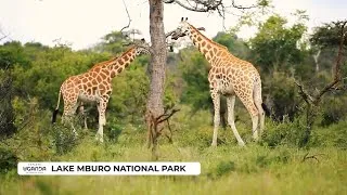 Thumbnail: Lake Mburo National Park, Uganda 🇺🇬 