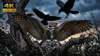 Thumbnail: Great Horned Owl: 150 Days From Egg to Survival