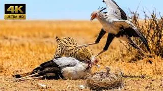 Thumbnail: Secretary Bird vs Serval | Mother's Deadly Defense Protects Her Chick - From Egg to Survivor