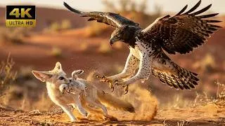 Thumbnail: Fox Steals Baby Eagle Chick | Mother Eagle’s Deadly Revenge Attack — From Egg to Survival
