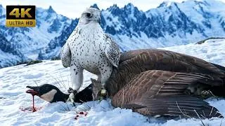 Thumbnail: Gyrfalcon Attacks Canada Goose at 300 km/h — From Egg to Survival