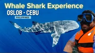 Thumbnail: I Swam With Whale Sharks In Oslob, Philippines (The Truth)