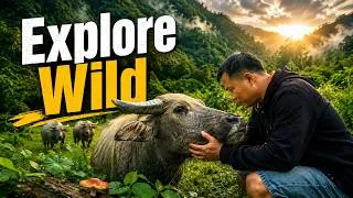 Thumbnail: A Gentle Yet Emotional Journey Through the Mountains and Forests | Explore Wild