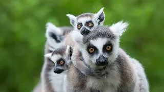 Thumbnail: The Deadliest Year of a Lemur's Life (Animal Documentary)
