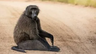 Thumbnail: The Rise of Africa's Most Notorious Baboon Gang | Extreme Earth
