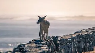 Thumbnail: The Remarkable Life Of A Desert Jackal | Extreme Earth