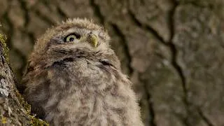 Thumbnail: How Britain's Wildlife Survives a Changing Landscape (4K Documentary)