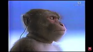 Thumbnail: Monkey listening to F1 starting grid theme