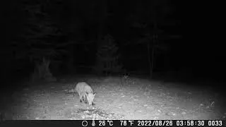 Thumbnail: Fox in the woods hedgehog wildlife camera trap volpe e riccio Action Bear foto trappola animali