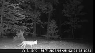 Thumbnail: Fox in the woods wildlife camera trap volpe nel bosco Action Bear foto trappola animali selvatici