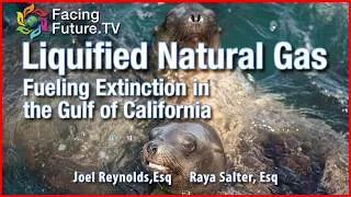 Thumbnail: LNG- Fueling Wildlife Extinction -Whales at Risk
