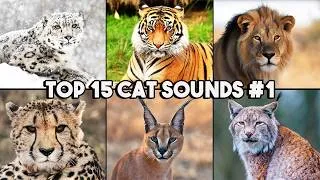 Thumbnail: Top 15 SCARIEST Wild Cat Sounds In The World 😱 | Part 1