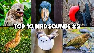 Thumbnail: Top 10 Weirdest Bird Sounds in the World 😱 | Part 2