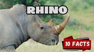 Thumbnail: 10 Incredible Rhino Facts for Kids | Amazing Giant Animals Explained