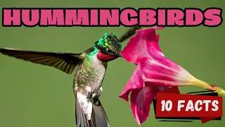 Thumbnail: 10 Amazing Hummingbirds Facts Every Kid Should Know! Amazing Tiny Birds with Superpowers