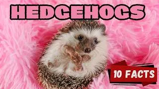 Thumbnail: 10 Fascinating Hedgehog Facts for Kids | Spiky, Smart & Super Cute 🦔
