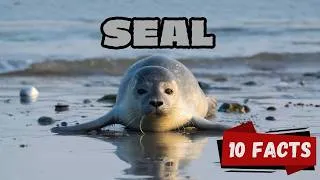 Thumbnail: 10 Fascinating Seal Facts for Kids | Ocean’s Playful Swimmers 🦭