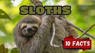 Thumbnail: 10 Fascinating Sloth Facts for Kids | Nature’s Slowest Superstar