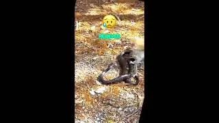 Thumbnail: Mother Squirrel's Epic Battle Against a Snake!  #Squirrel