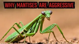 Thumbnail: Why Mantises Are So Aggressive :The Survival Secrets #discovery