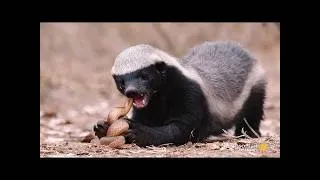 Thumbnail: Honey Badger : Nature's Toughest Warrior