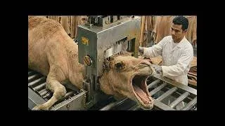 Thumbnail: How Camel Wool Becomes Luxurious Jackets | Factory Process-2