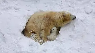 Thumbnail: Polar Bear Cubs: Nature's Cutest Survivalists