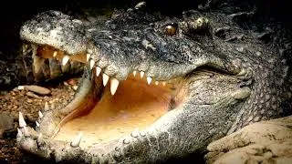Thumbnail: Crocodile Superpower: Slowing Their Heart At Will