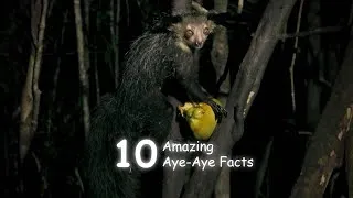 Thumbnail: 10 Amazing Aye Aye Facts