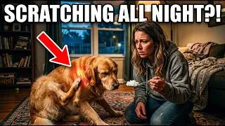 Thumbnail: Dog Scratching All Night? The Exact Coconut Oil Dose by Weight
