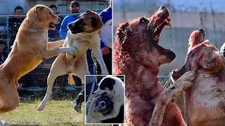 Thumbnail: Meet the Alabai: Is This the Most Powerful Dog?
