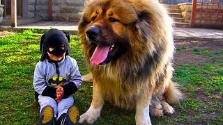 Thumbnail: What You Need to Know Before Getting a Caucasian Shepherd