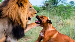 Thumbnail: Rhodesian Ridgeback 101 : Why they call him 'The Lion Hunter'