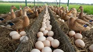 Thumbnail: How to Raise Ducks | Harvesting Duck Eggs, Feeding Ducks & Daily Farm Life