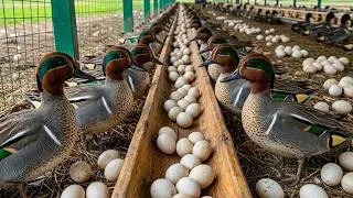 Thumbnail: Collecting Duck Eggs | Daily Life on a Poultry Farm