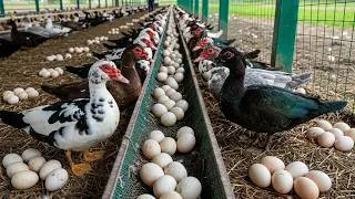 Thumbnail: Muscovy Duck Farming - How to raise muscovy ducks for eggs - Harvesting egg &  life on the farm