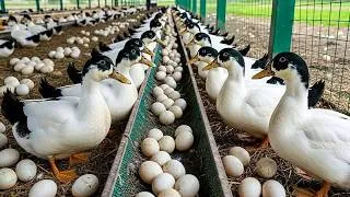 Thumbnail: Duck Farming - How to Raise Ducks at Home - Collecting Eggs, Feeding Ducks - Life on poultry farm