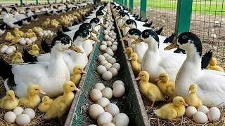 Thumbnail: Duck Farming - How to Raise Ducks for Eggs - Collecting Eggs & Growing Ducklings