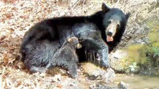 Thumbnail: MAMA BEAR NURSES HER HUNGRY CUB