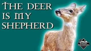 Thumbnail: THE DEER IS MY SHEPHERD