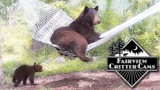 Thumbnail: MAMA BEAR CONQUERS THE HAMMOCK!