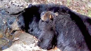 Thumbnail: PATTYCAKE NAP - Mama Bear & Cub