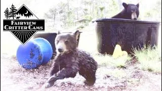 Thumbnail: MAMA BEAR PLAYS on a WINDY DAY!
