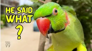 Thumbnail: Talking Parrot Says Funny Words and Whistles Perfectly